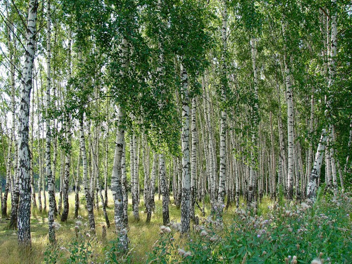 На переднем плане изображена березовая роща