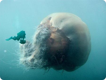 diver-and-jellyfish (450x340, 27Kb)