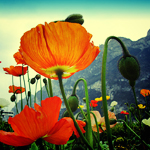 0_9d8c_4c2b9466_orig (150x150, 71Kb)
