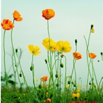 2011050221412326_large (150x150, 54Kb)
