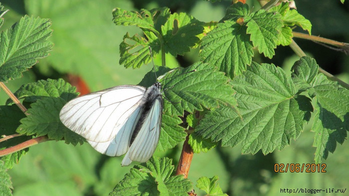 IMG_0077 (700x393, 206Kb)