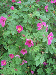  IMG_0889 (525x700, 379Kb)