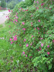  IMG_0891 (525x700, 436Kb)