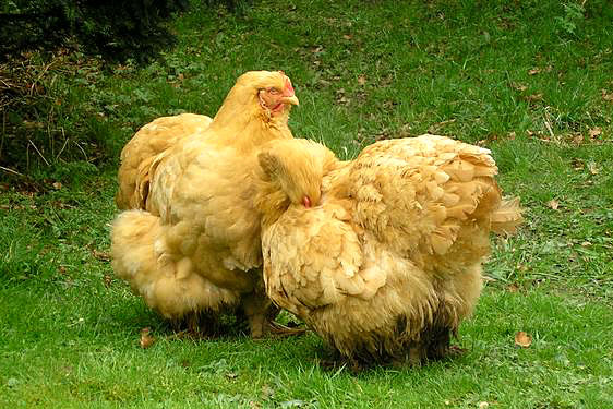 Buff-Cochin-Hens (562x375, 74Kb)