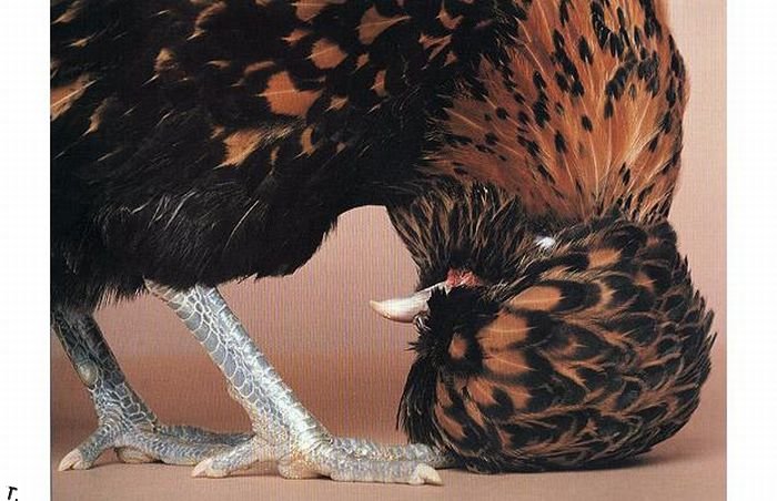extraordinary_chickens_from_around_the_world_02 (700x452, 71Kb)