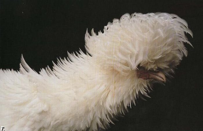 extraordinary_chickens_from_around_the_world_08 (700x452, 44Kb)