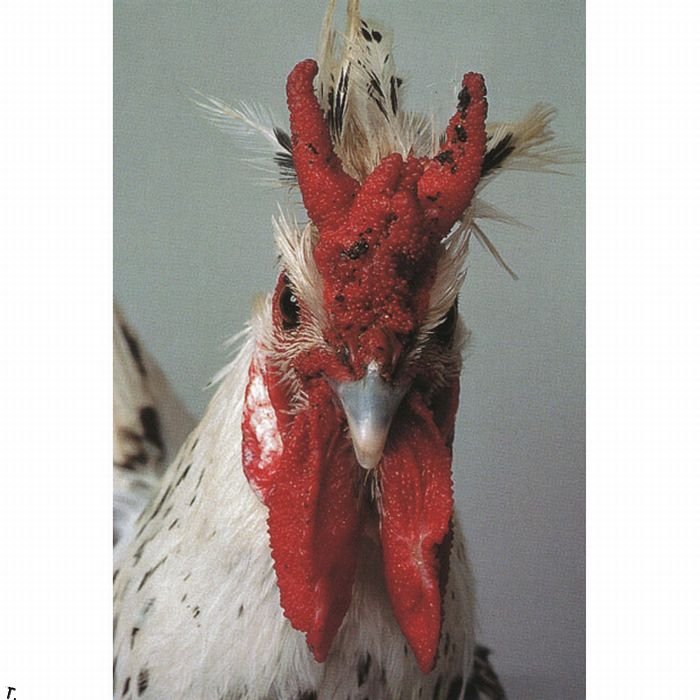 extraordinary_chickens_from_around_the_world_13 (700x700, 69Kb)