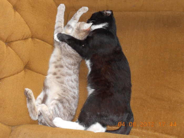 DSCN0420 (700x525, 272Kb)