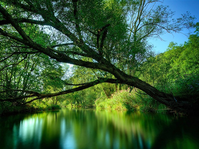 Nature_Forest_Green_Forest_River_017398_ (700x525, 165Kb)