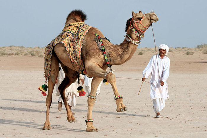 4826692_Camel_tuning_14 (700x467, 56Kb)
