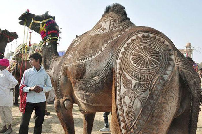 4826692_Camel_tuning_03 (700x466, 67Kb)