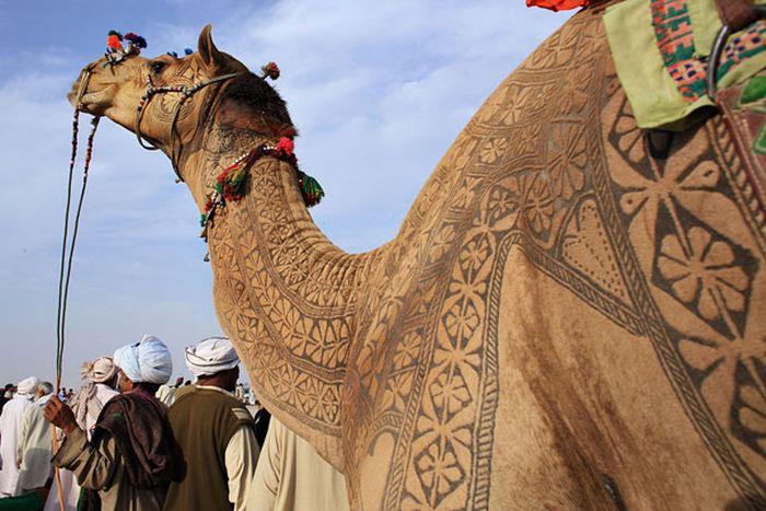 4826692_Camel_tuning_01 (700x467, 68Kb)