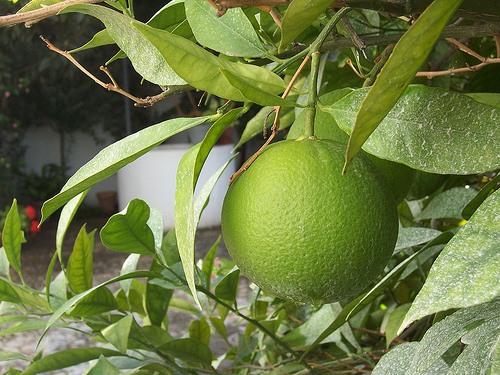 4514961_voskovoi_limon (500x375, 75Kb)