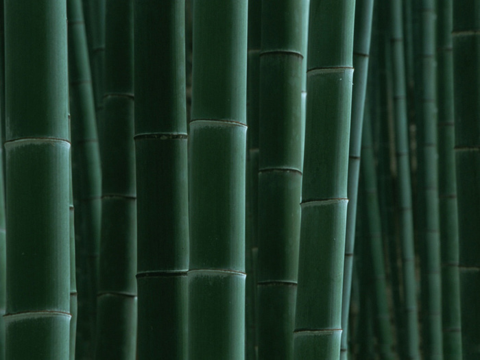 bamboos125 (700x525, 98Kb)