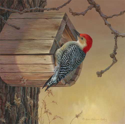 0039-red-bellied-woodpecker (500x496, 22Kb)