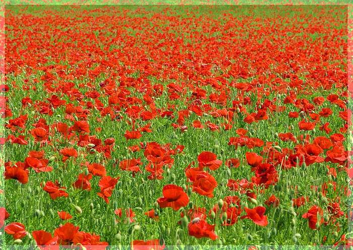25213081_1195566 (700x496, 108Kb)