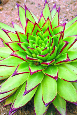 4826692_EcheveriaAgavoides (250x375, 128Kb)