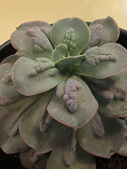 4826692_EcheveriaGibbiflora (250x333, 64Kb)