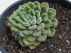 4826692_EcheveriaSetosa (250x188, 55Kb)