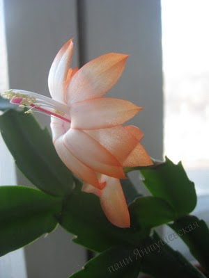 4826692_IMG_0057 (300x400, 14Kb)