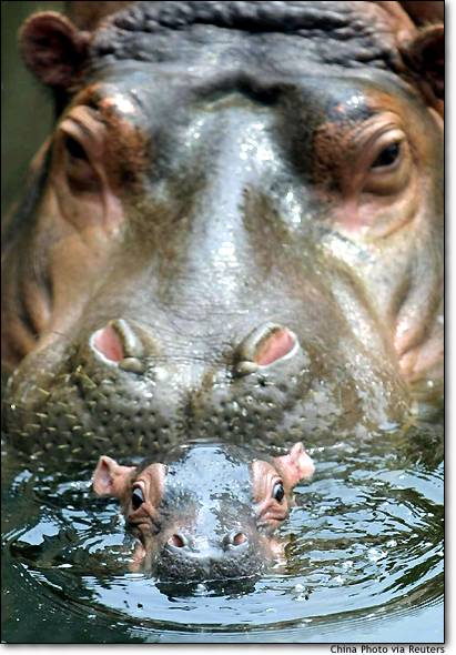 hippo_baby_tianjinzoo (411x590, 47Kb)