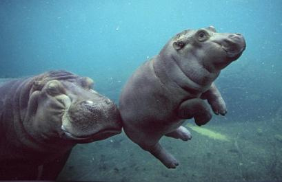 Baby_hippo_swims (409x265, 27Kb)