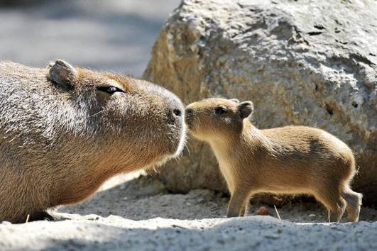 baby-Capybara (531x354, 41Kb)
