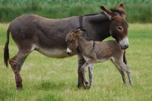 baby-donkey-mom-500x332 (500x332, 46Kb)