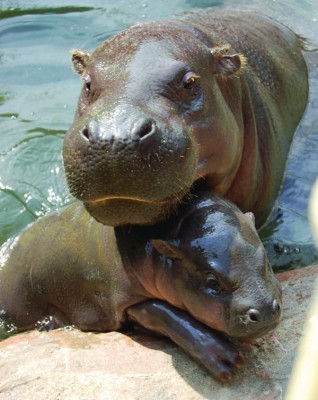 baby-hippos-318x400 (318x400, 39Kb)