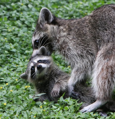 baby-raccoon-387x400 (387x400, 72Kb)