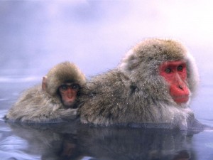 japanese-macaque-300x225 (300x225, 15Kb)