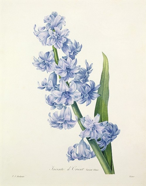 hyacinth-pierre-joseph-redoute[1] (499x636, 65Kb)