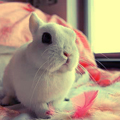  bunny_animals_pink_photography_rabbit_bunnies-37c283db4138eac7fa483745808b3dd5_h_large (120x120, 37Kb)