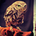  feathers_by_shanouelise-d51yzpn_large (120x120, 45Kb)