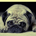  pug_2-t2_large (120x120, 42Kb)