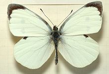 220px-Pieris.brassicae.male.mounted (220x150, 7Kb)