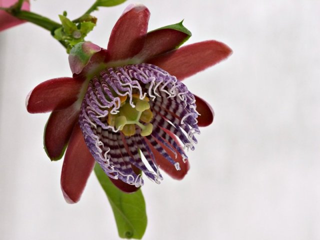 passiflora-alata-ubcbotanialgarden-org (640x480, 40Kb)