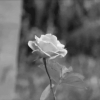 tumblr_lt8n656ak21qg39ewo1_500 (100x100, 85Kb)
