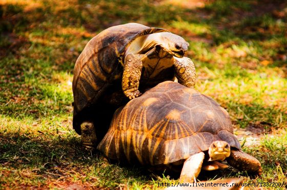 Turtles_mating (560x372, 172Kb)