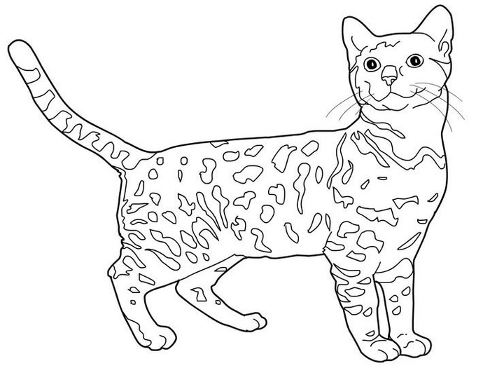 cats_coloring_pages_bengal (700x525, 73Kb)