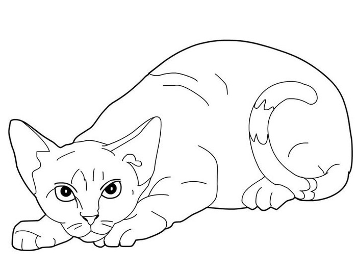 cats_coloring_pages_devon-rex (700x525, 44Kb)