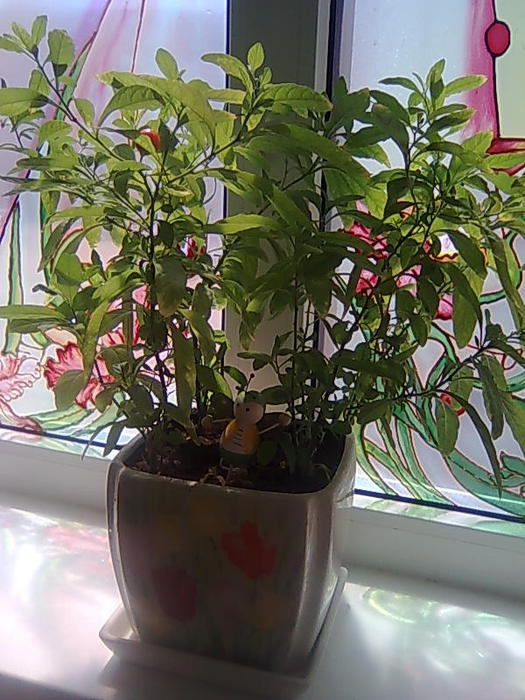 4826692_solanum_pseudocapsicum (260x172, 9Kb)/4826692_Foto0626 (525x700, 79Kb)