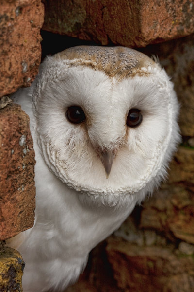 1335700718-61106-barn_owl_by_mansaards-d3bzabj (400x600, 59Kb)