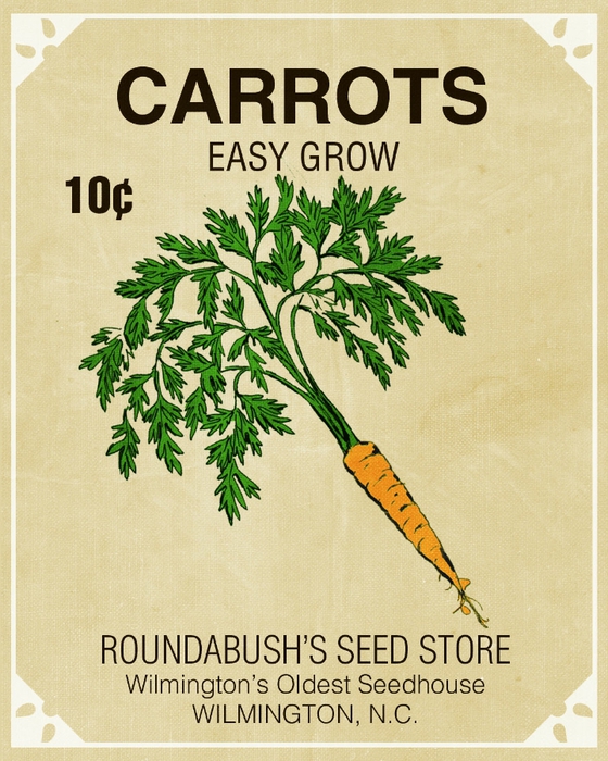 seeds-carrots (560x700, 333Kb)