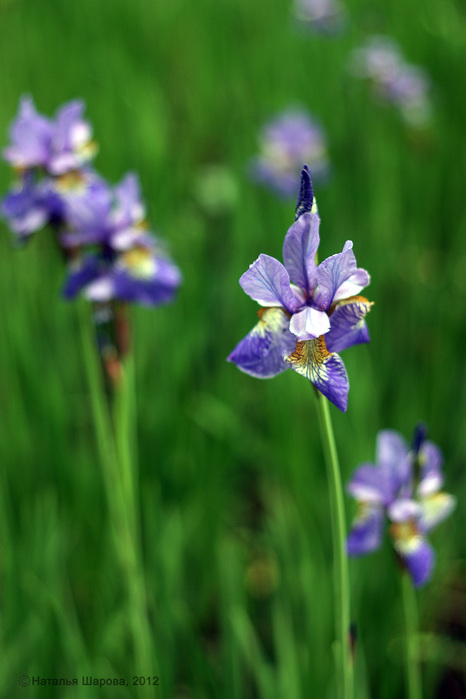 iris2 (466x700, 93Kb)