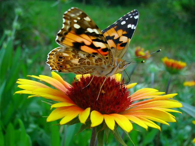Beautiful-butterfly-garden-design (640x480, 316Kb)