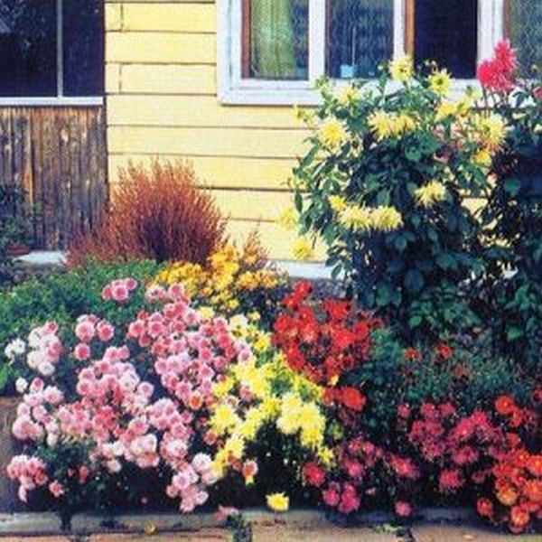 Как красиво украсить полисадник у дома цветами фото