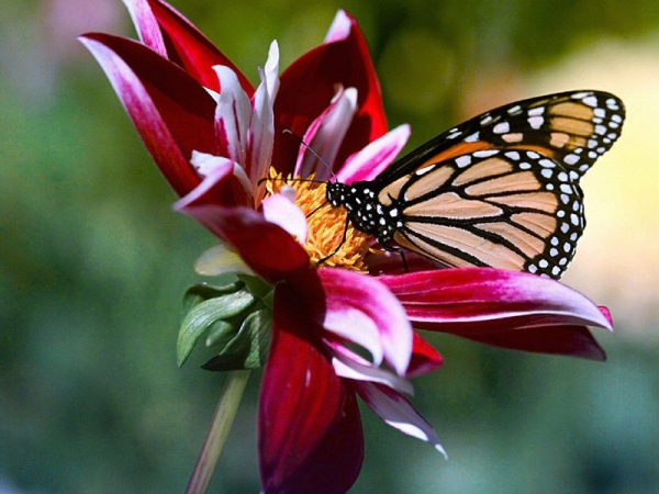 183798_800_600 (600x450, 211Kb)