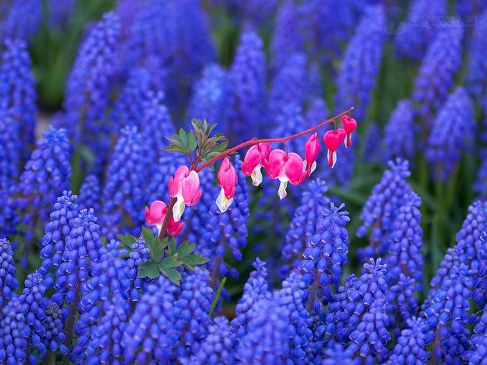 bleeding-hearts-among-grape-hyacinths--keukenhof-gardens--lisse--holland (700x525, 73Kb)