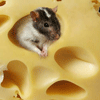 cheese (100x100, 9Kb)